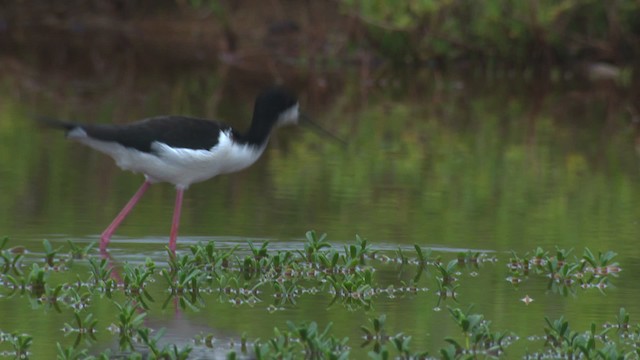 Black-necked Stilt (Hawaiian) - ML485706