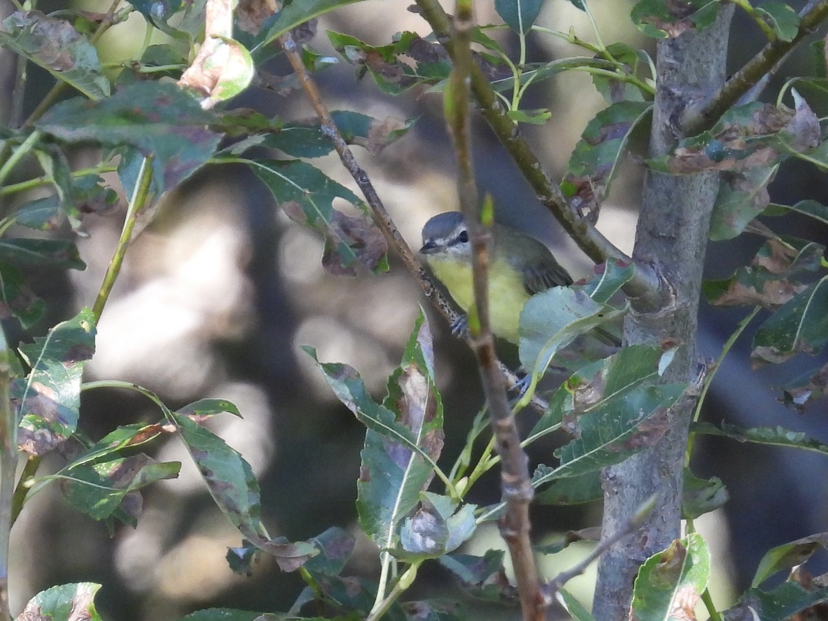 Philadelphia Vireo - ML485706041