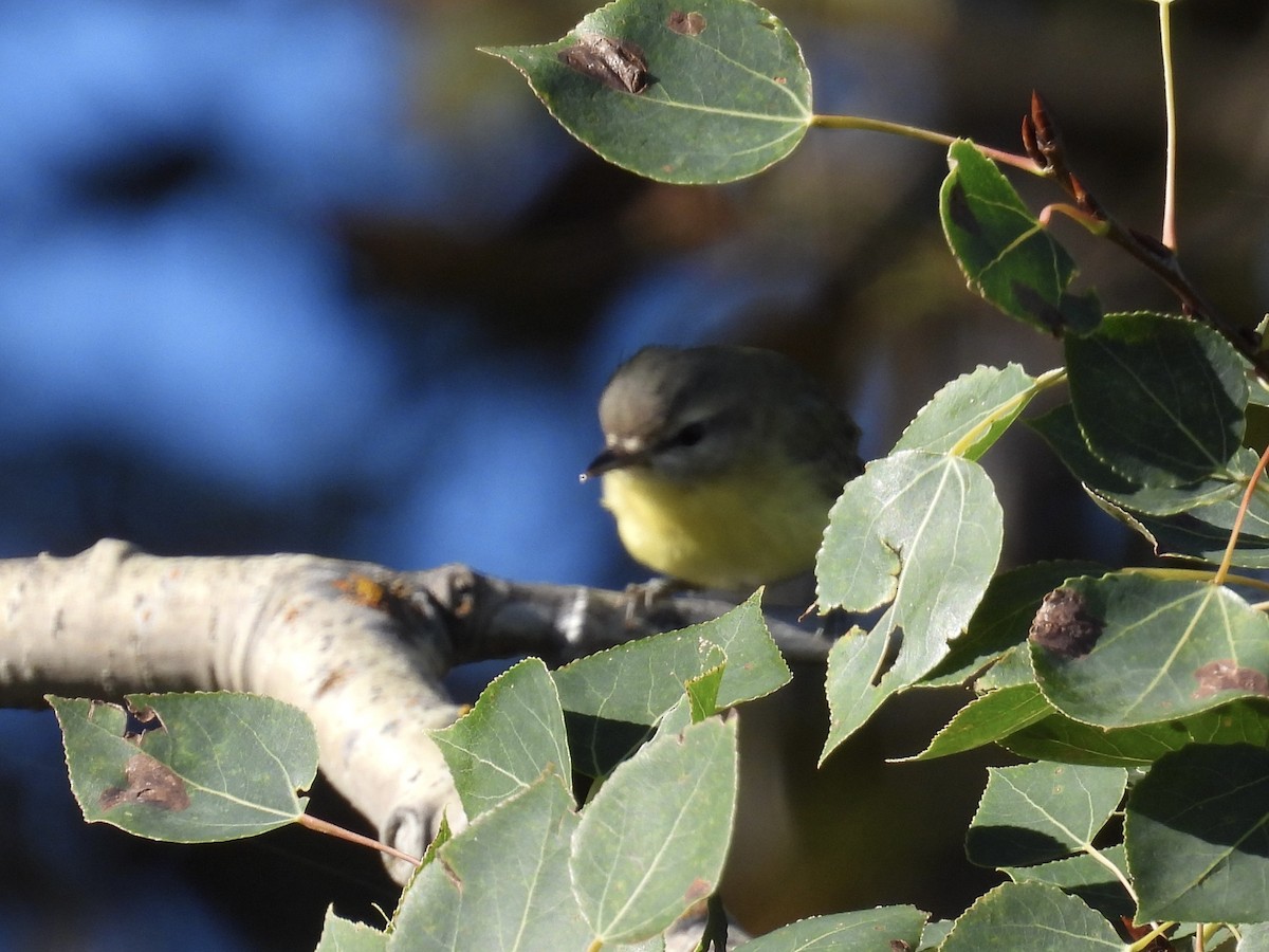 Philadelphia Vireo - ML485706051