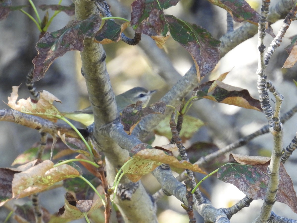Philadelphia Vireo - ML485706061