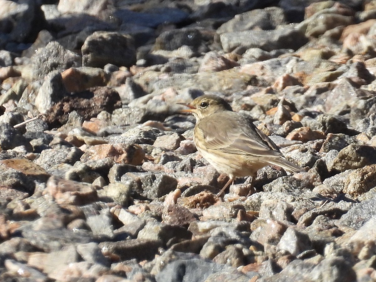 American Pipit - ML485706221