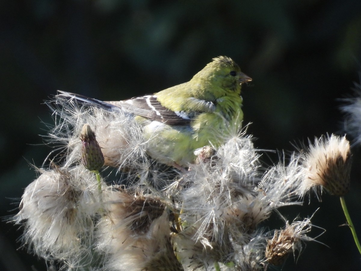 American Goldfinch - ML485706301