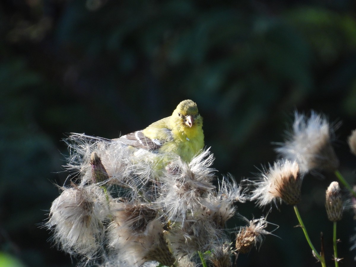 American Goldfinch - ML485706311