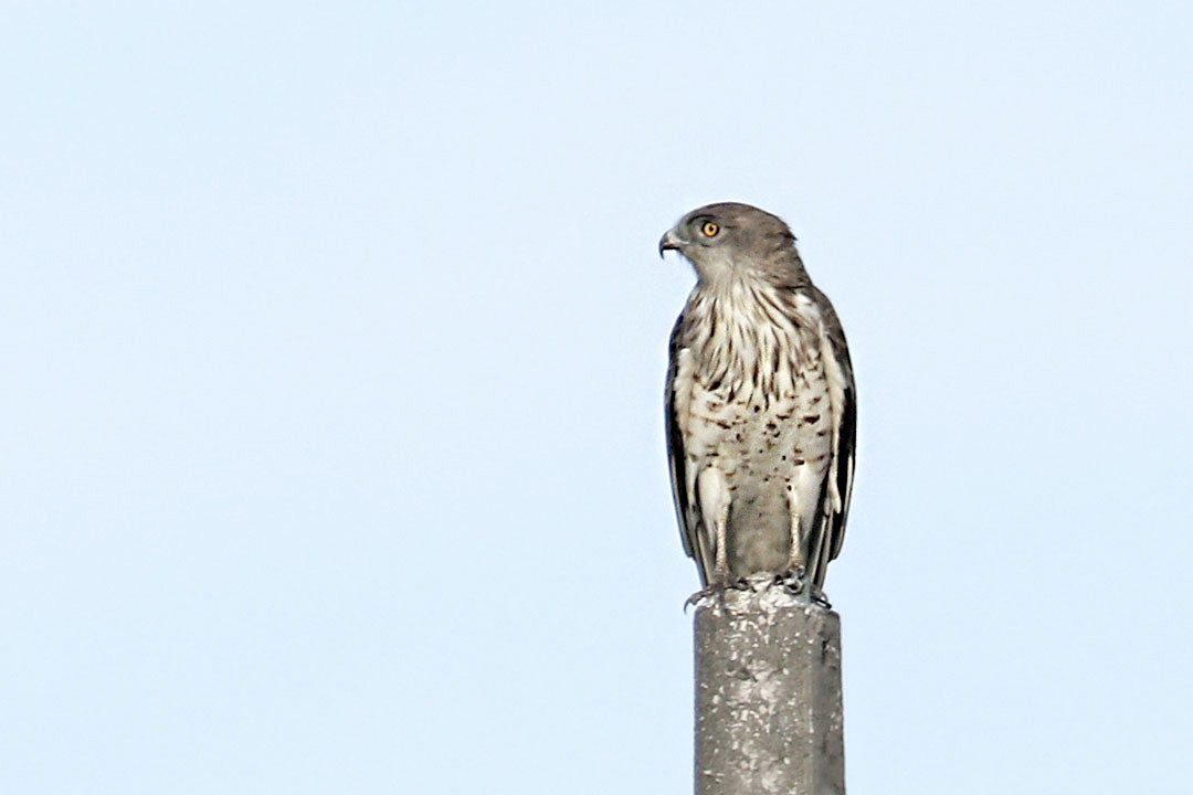 Short-toed Snake-Eagle - Francisco Barroqueiro