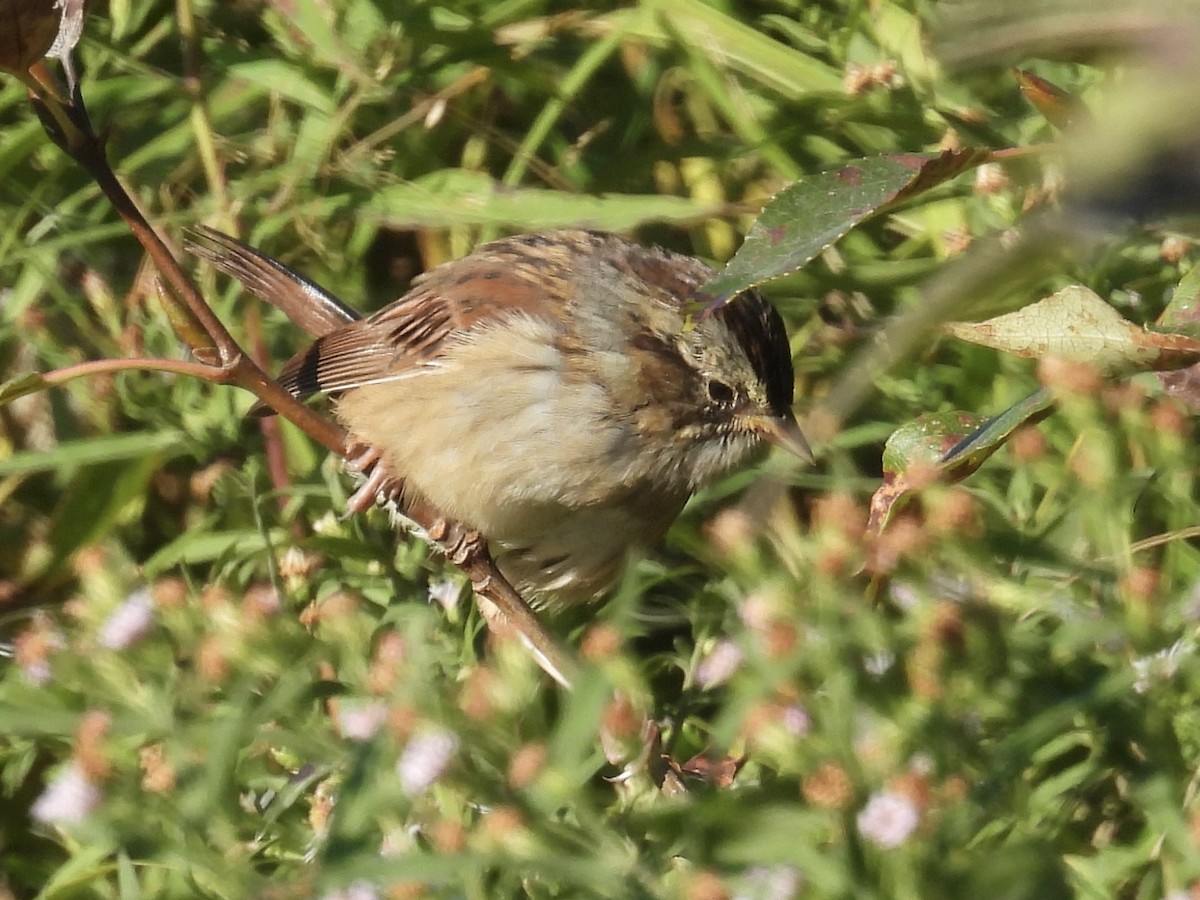 Swamp Sparrow - ML485706541
