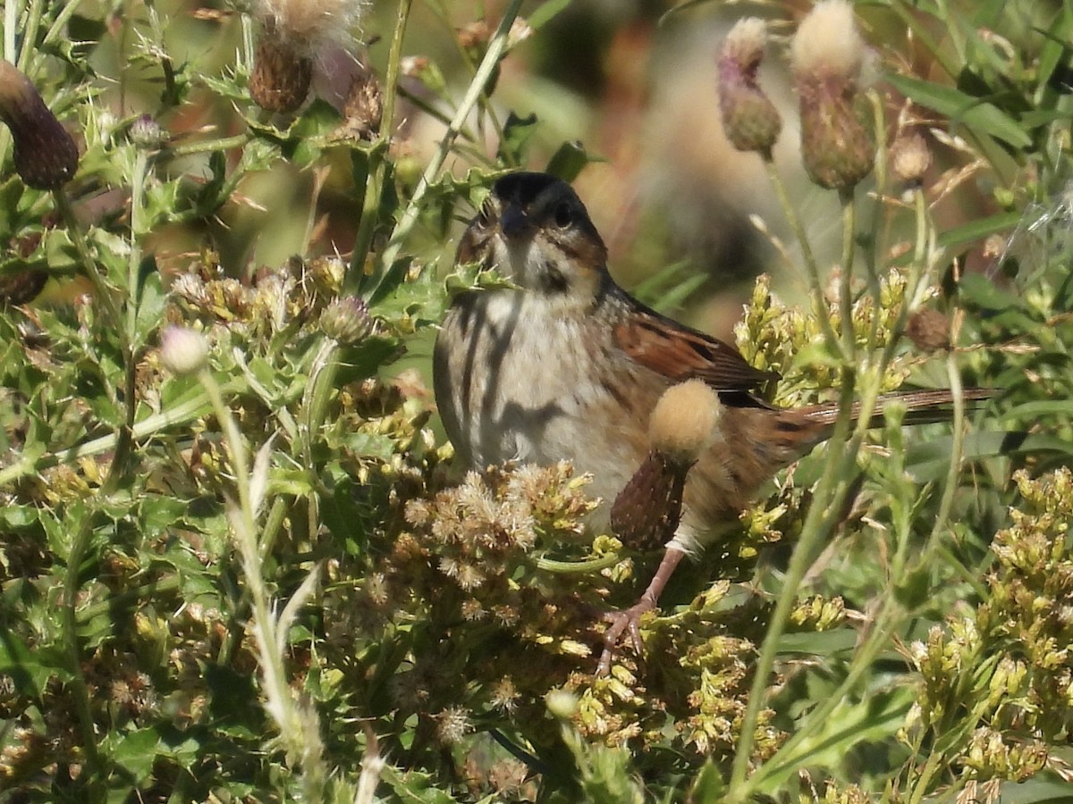Swamp Sparrow - ML485706551