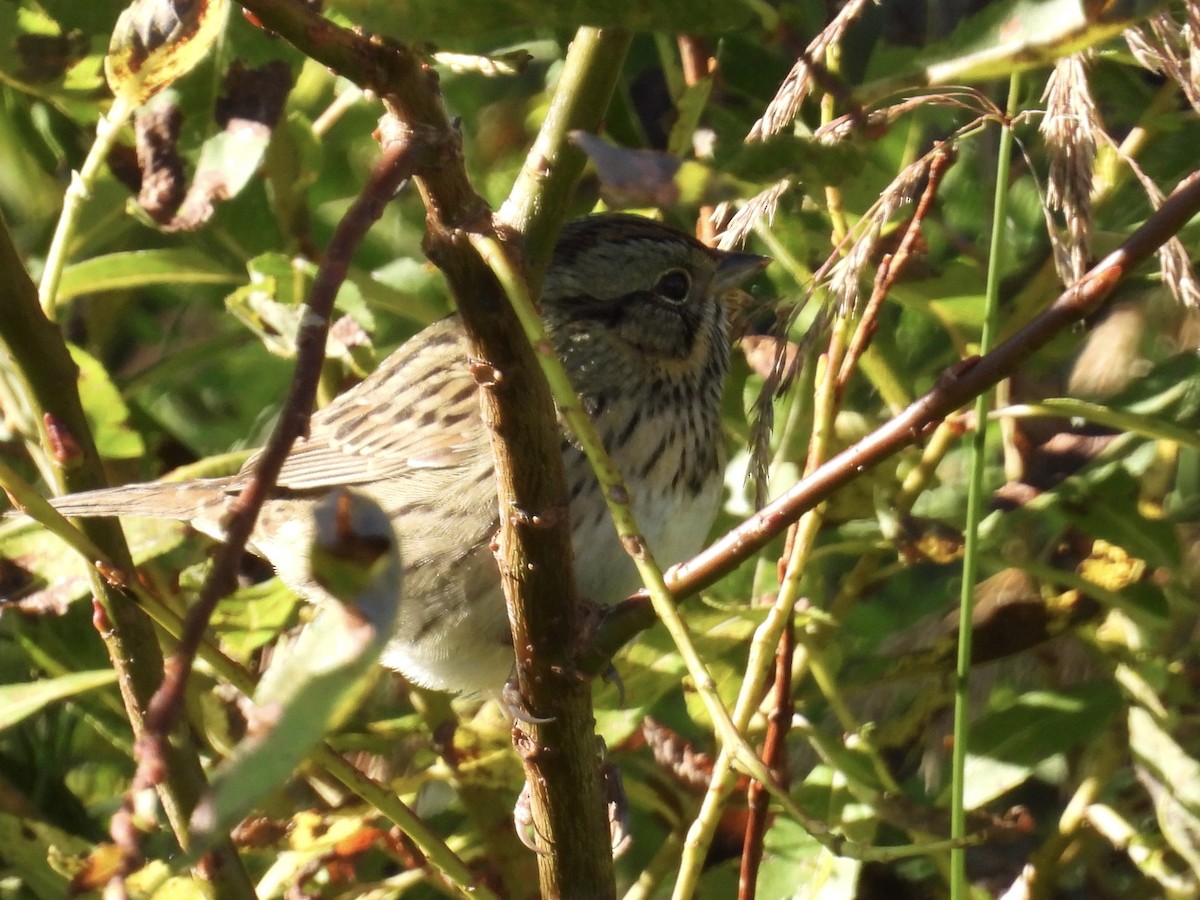 Lincoln's Sparrow - ML485706691