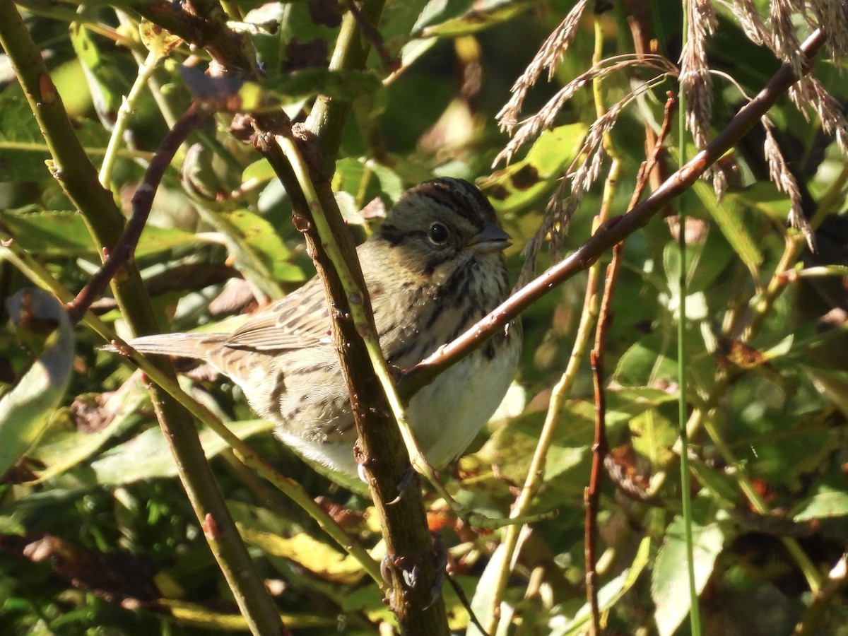 Lincoln's Sparrow - ML485706701