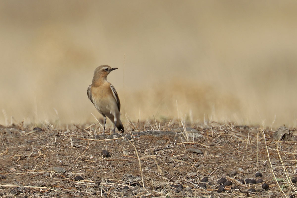 Northern Wheatear - Francisco Barroqueiro