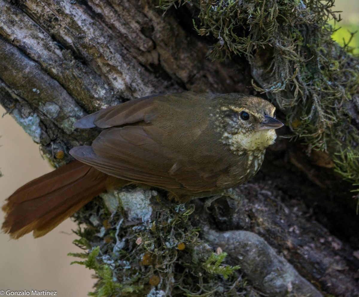 Buff-browed Foliage-gleaner - ML485708361