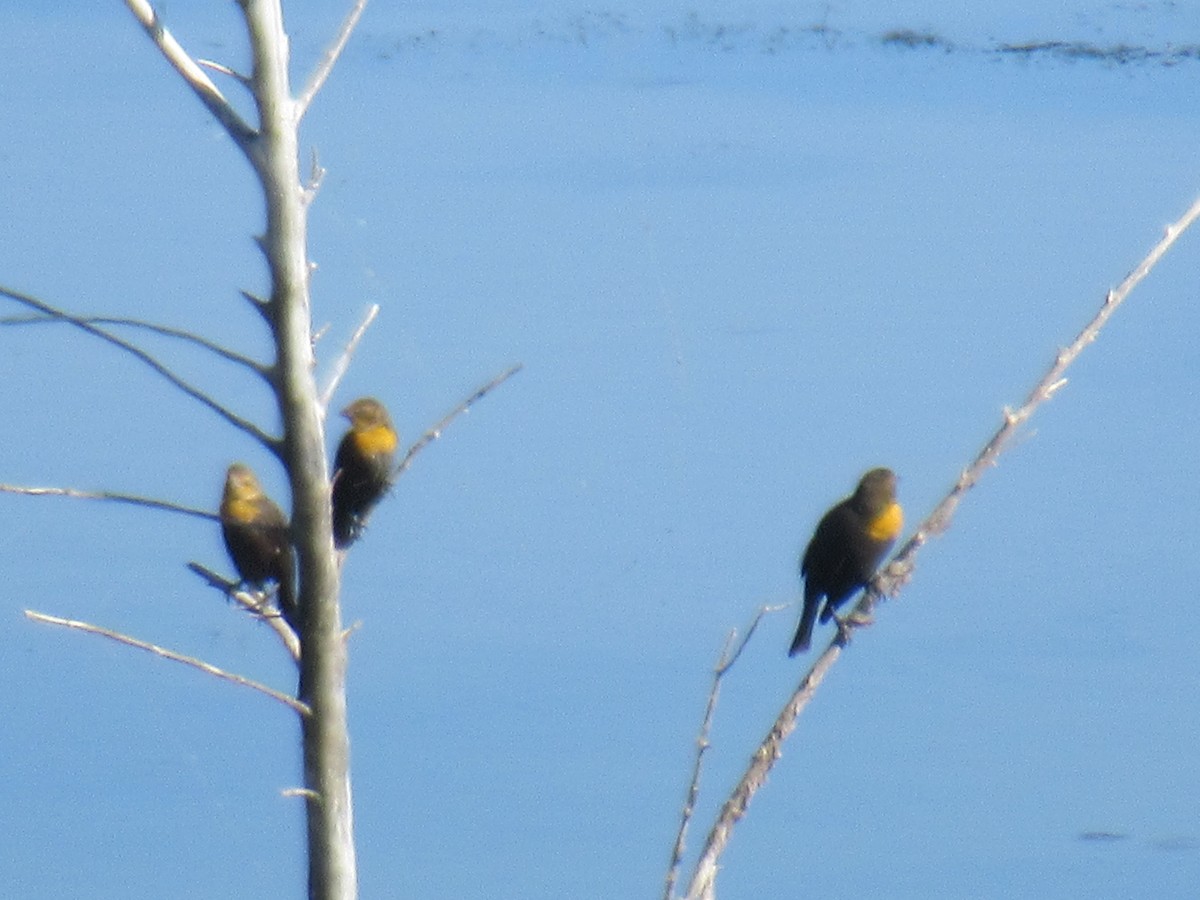 Yellow-headed Blackbird - ML485710391