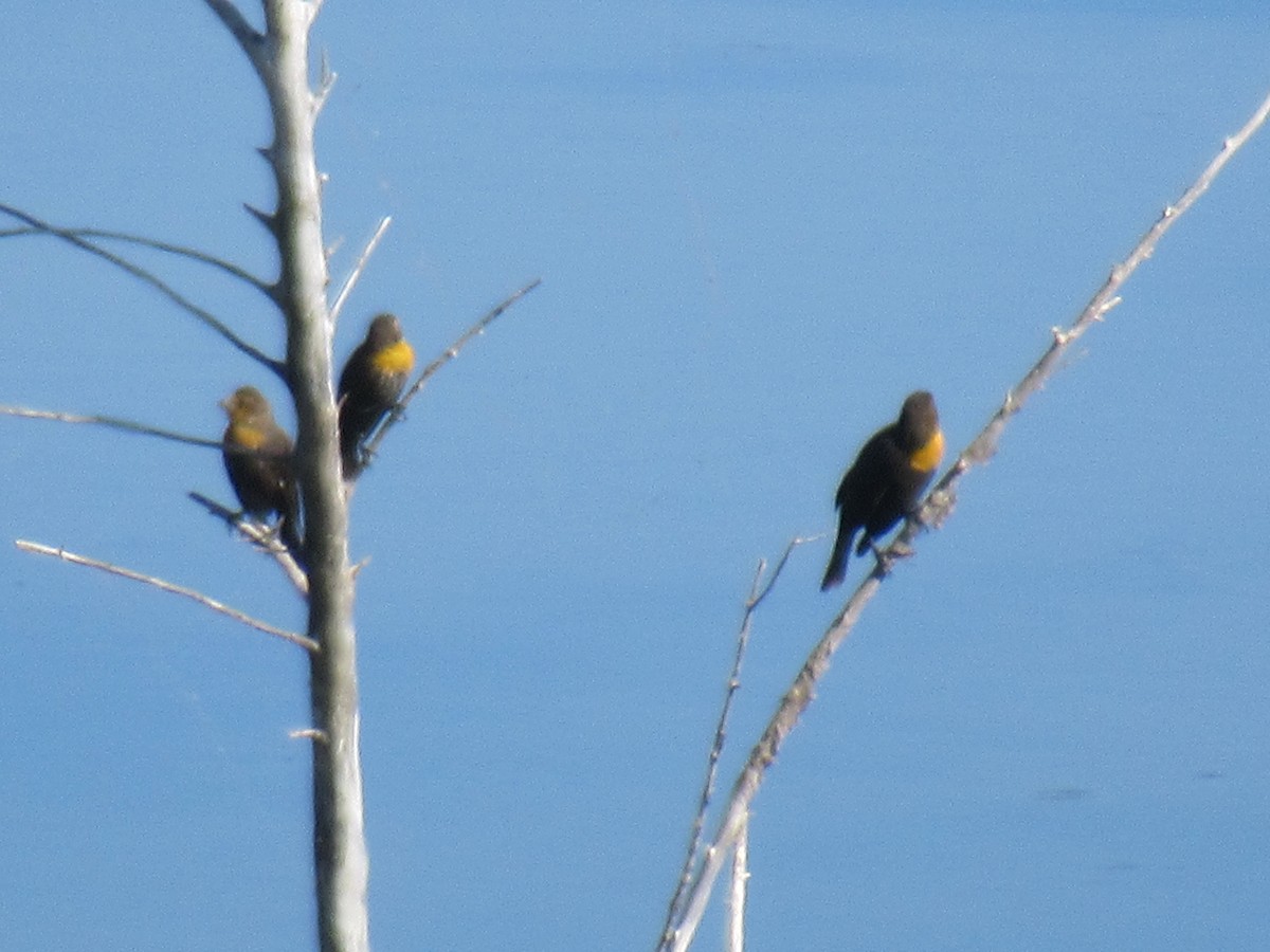 Yellow-headed Blackbird - ML485710421