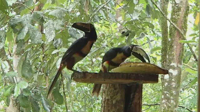 Collared Aracari - ML485711191