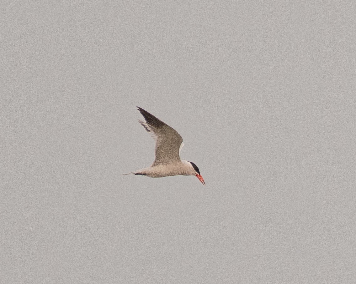 Caspian Tern - Michael Roper