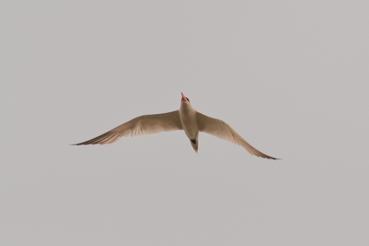 Caspian Tern - Michael Roper