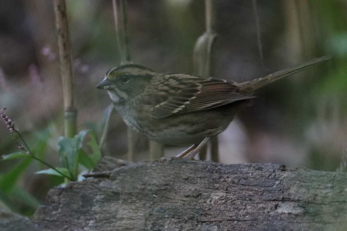 White-throated Sparrow - ML485717261