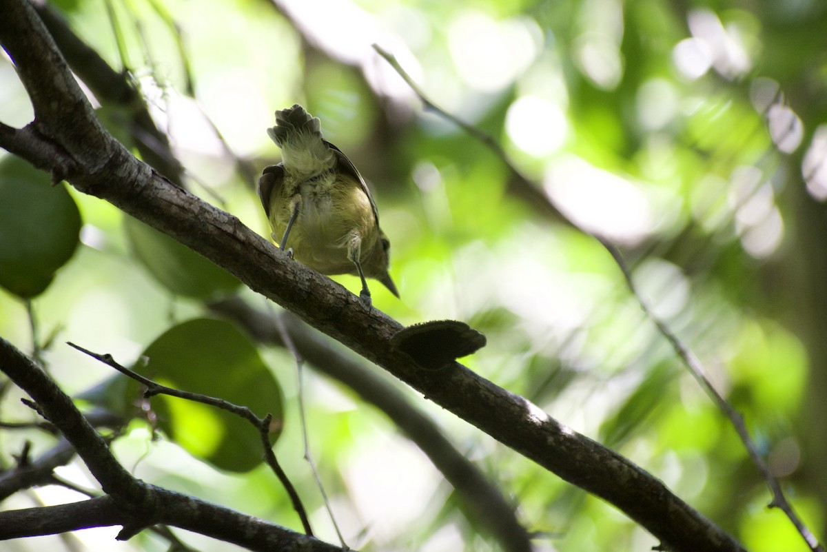 Kalın Gagalı Vireo - ML485717581