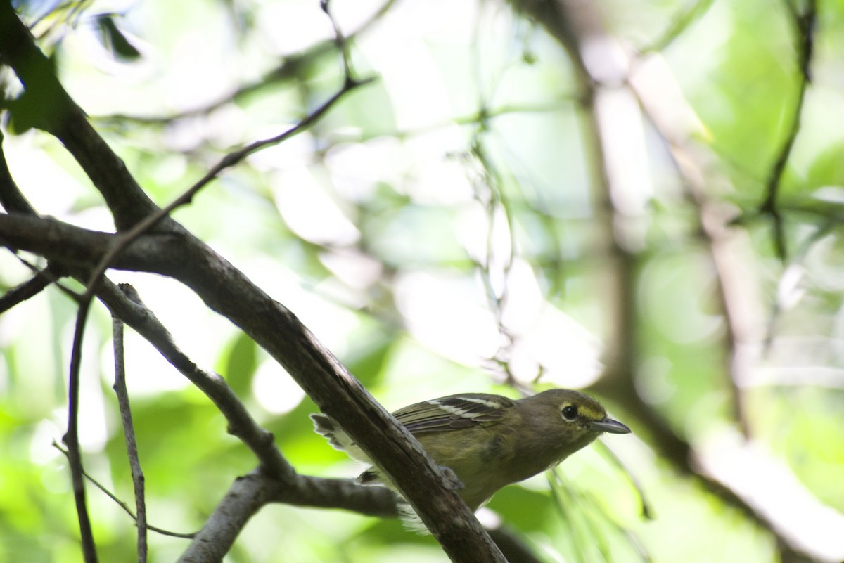 Vireo Piquigrueso - ML485717621