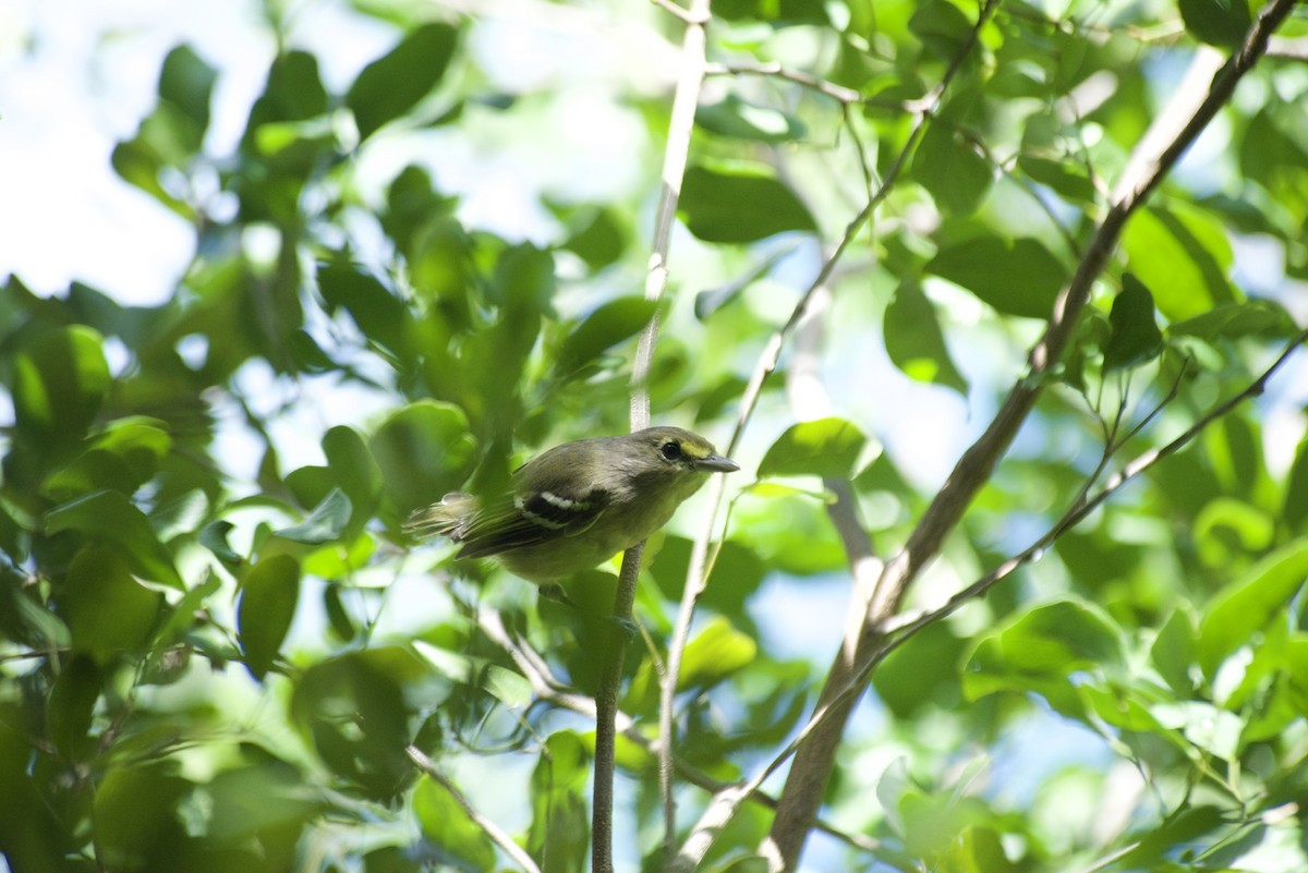 Vireo Piquigrueso - ML485717631