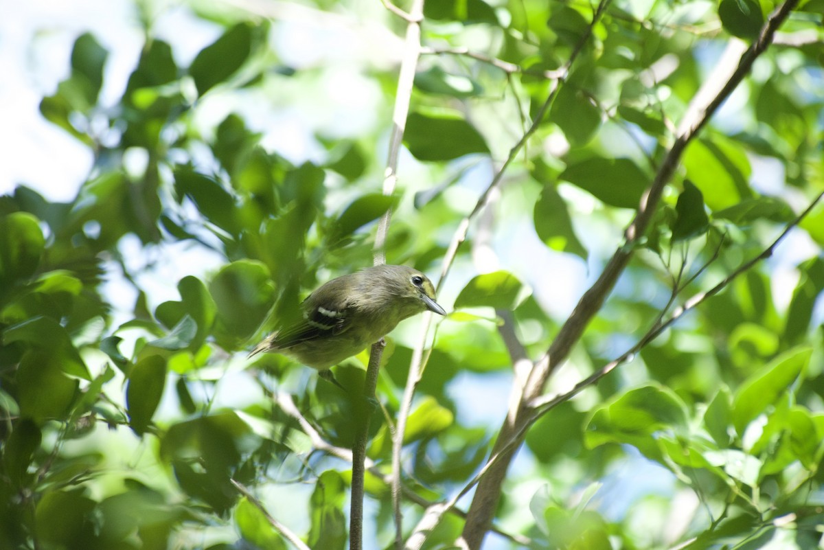 Vireo Piquigrueso - ML485717641