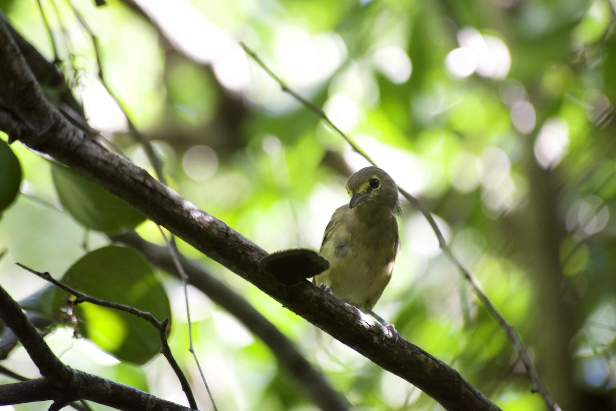 Thick-billed Vireo - David Alvarez