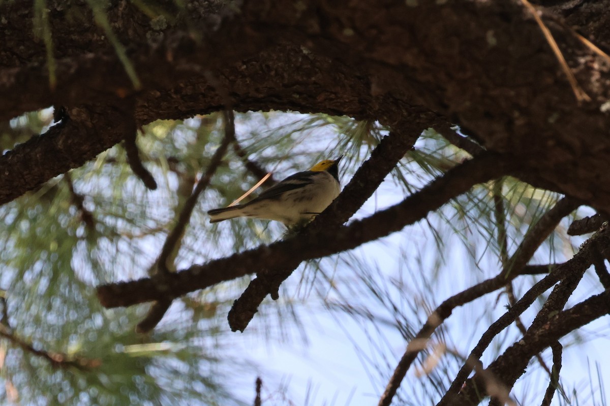 Hermit Warbler - ML485722081