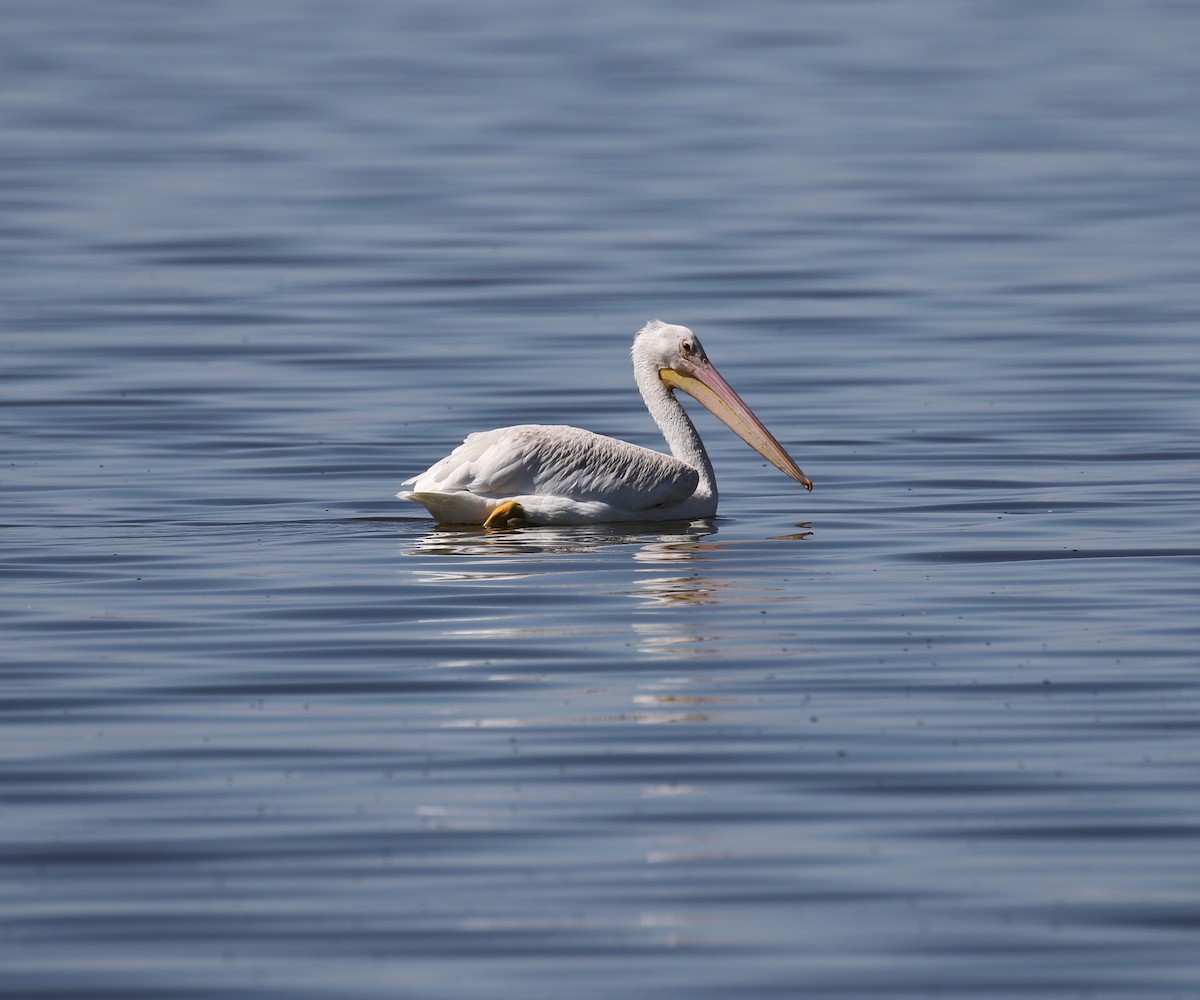 American White Pelican - ML485722601