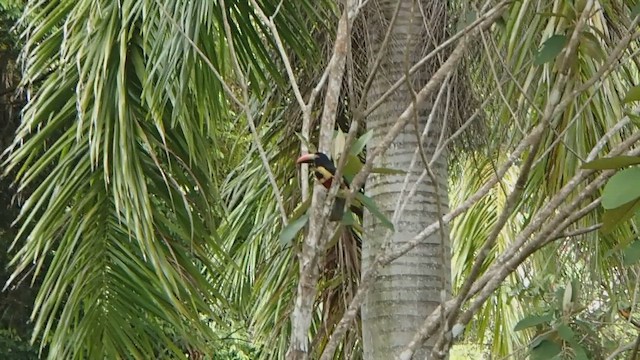 Araçari de Frantzius - ML485724931