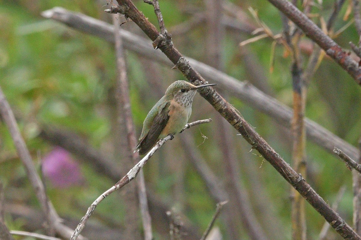 Calliope Hummingbird - Troy Hibbitts