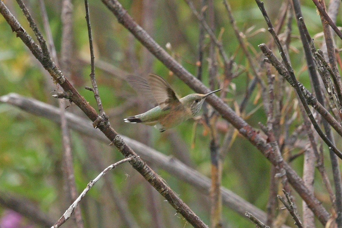 Calliope Hummingbird - ML485725241