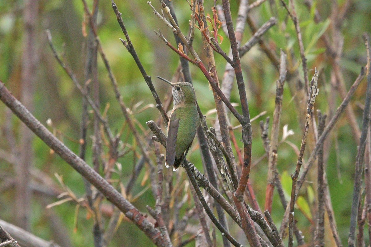 Calliope Hummingbird - Troy Hibbitts