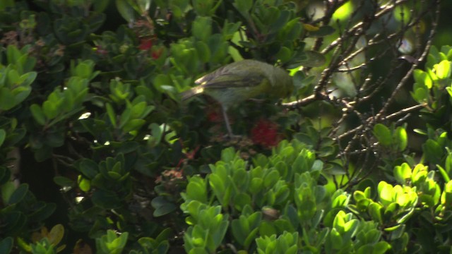 Gelbkleidervogel - ML485726