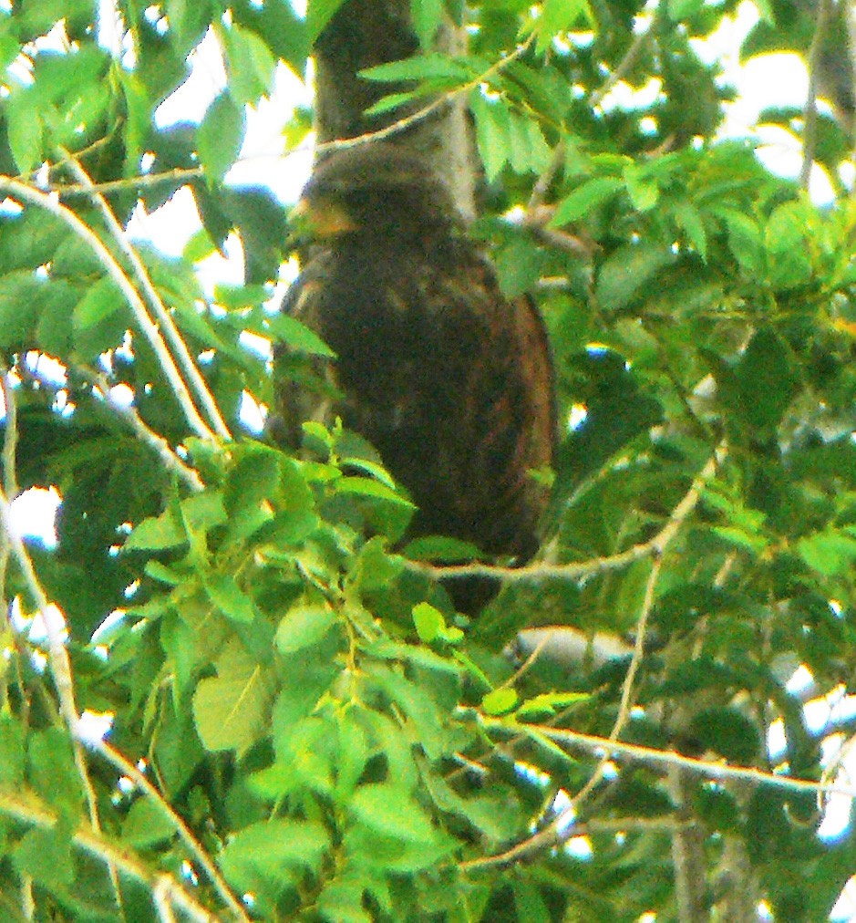 Harris's Hawk - ML485726831