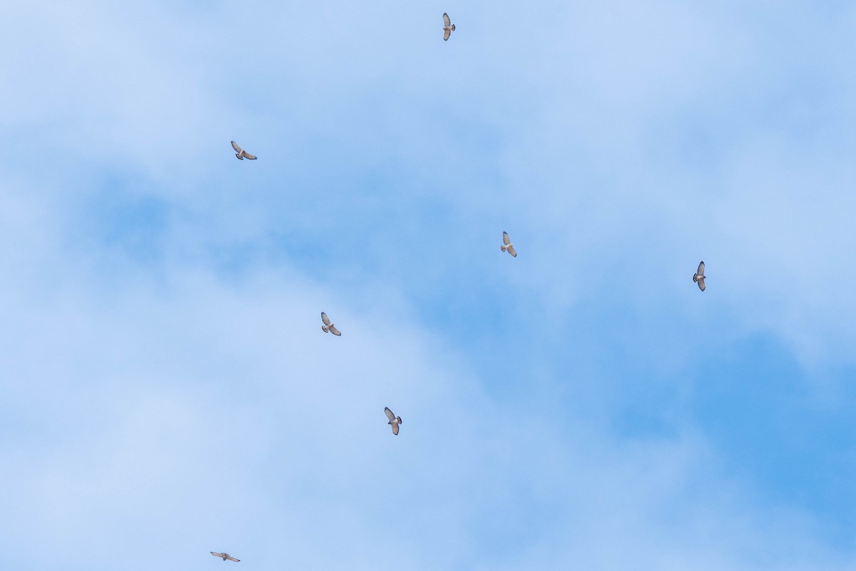 Broad-winged Hawk - ML485727661