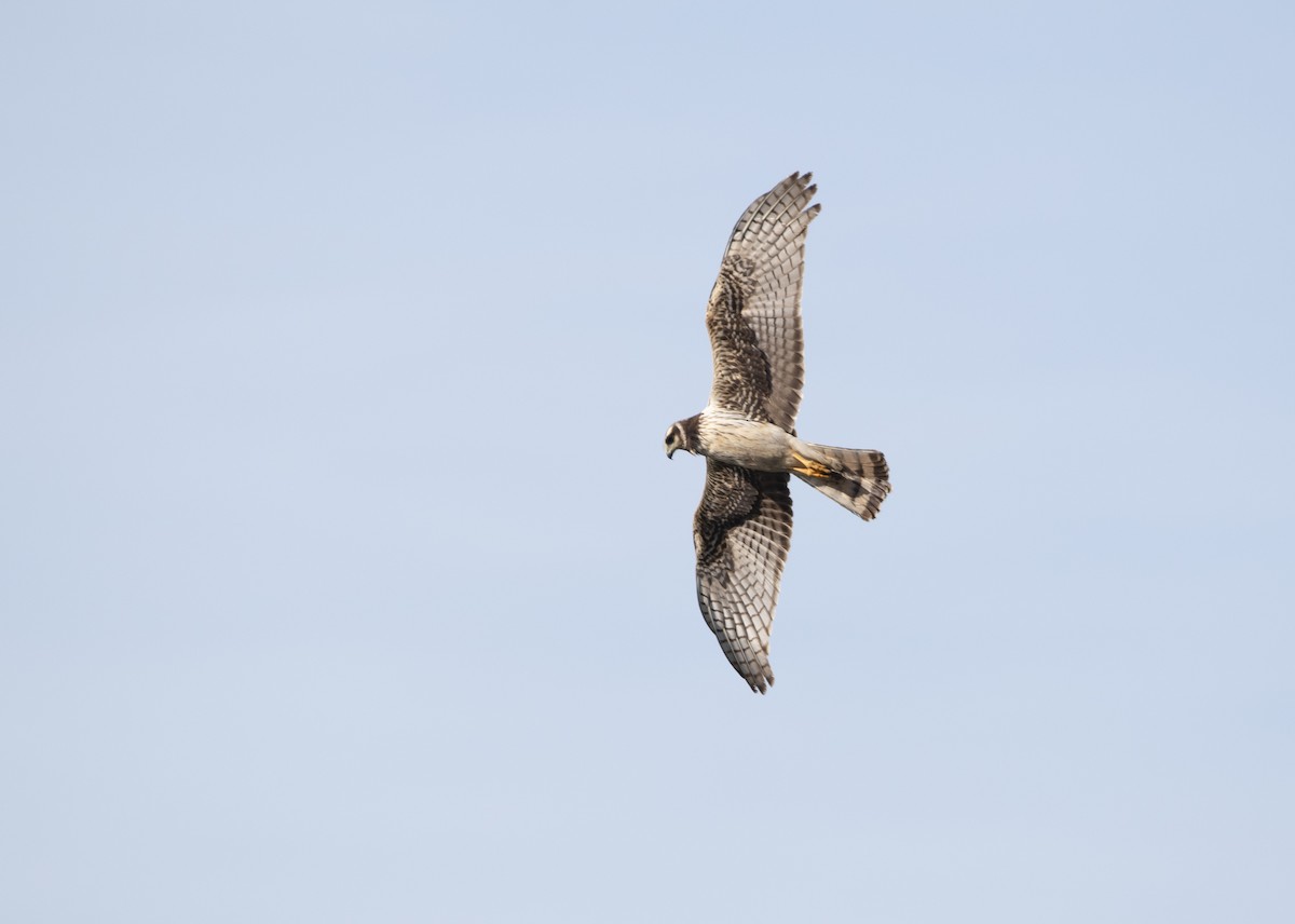 Long-winged Harrier - Gabriel Martínez 🦉