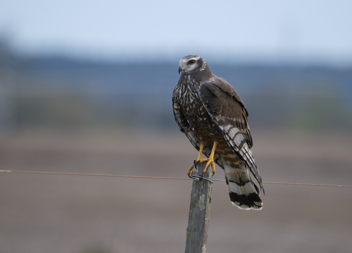 Aguilucho de Azara - ML485727701