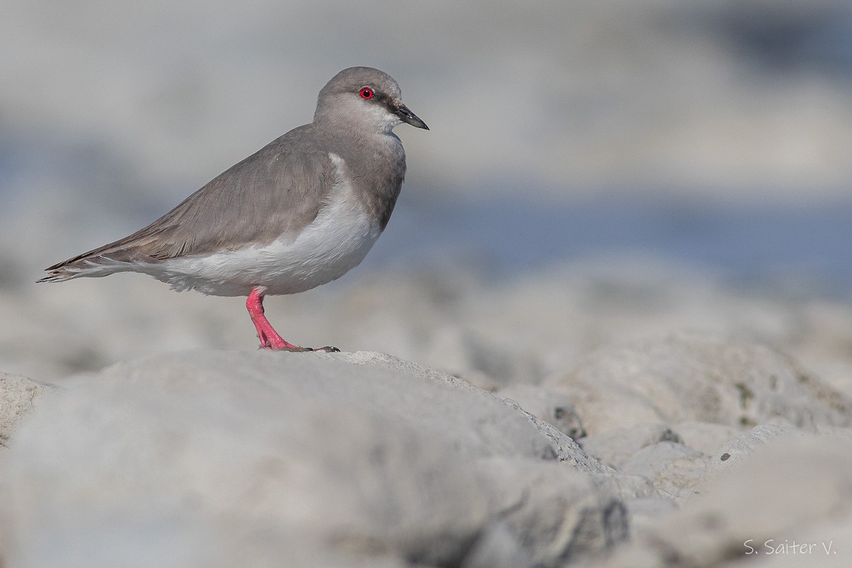 Magellanic Plover - ML485728891