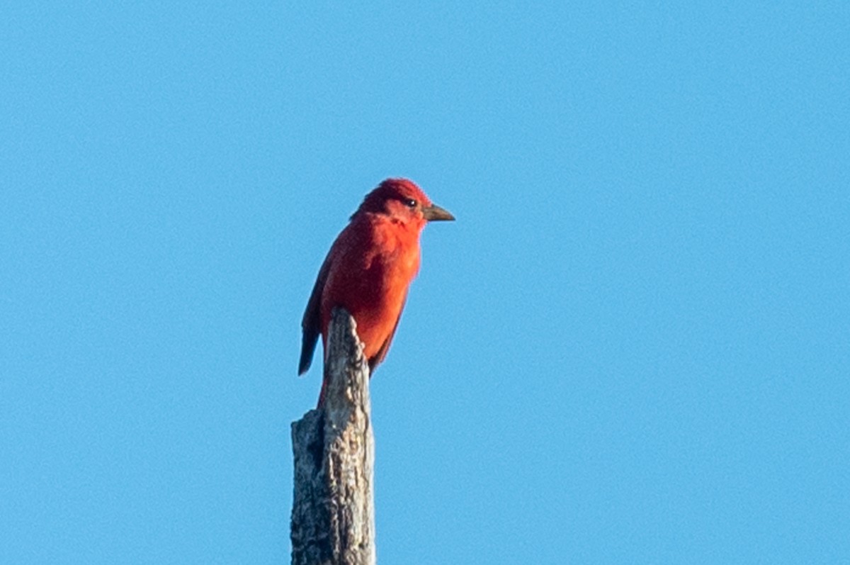 Summer Tanager - ML485729451