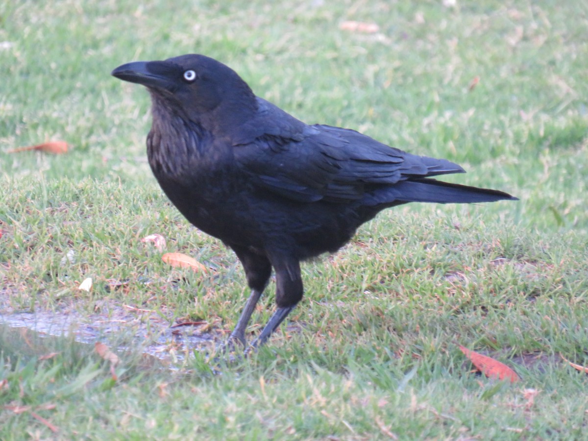 Australian Raven - ML485729951