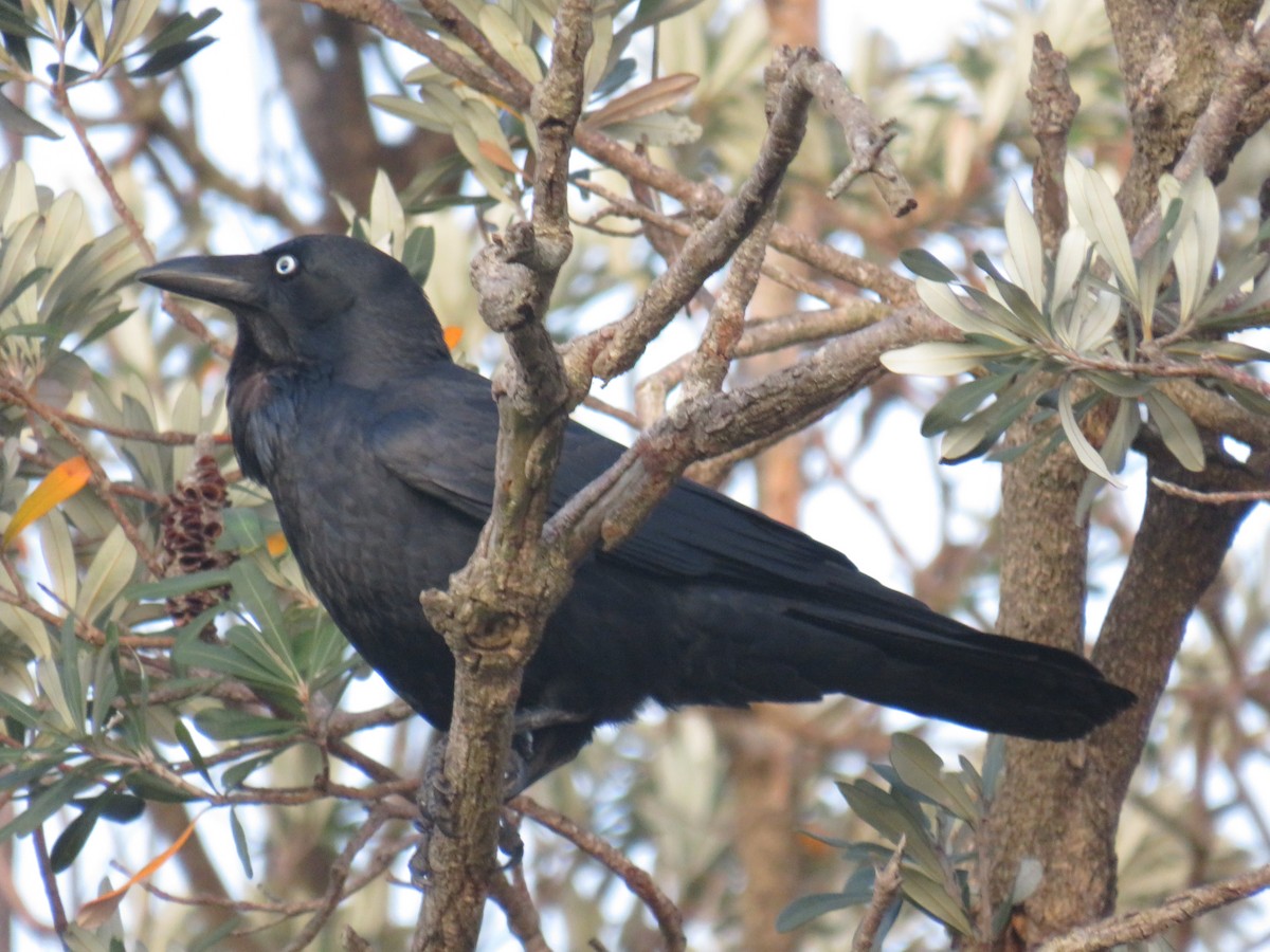 Australian Raven - ML485729961