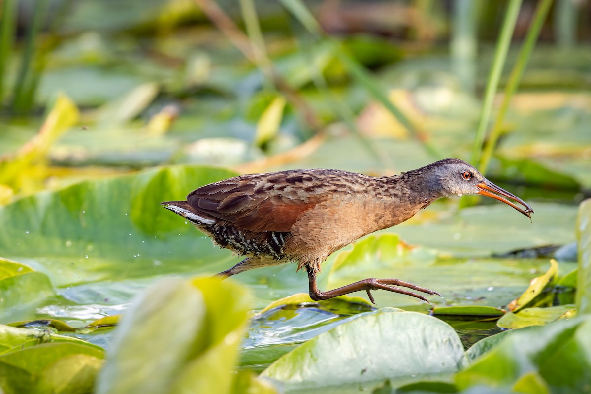 Virginia Rail - ML485730421