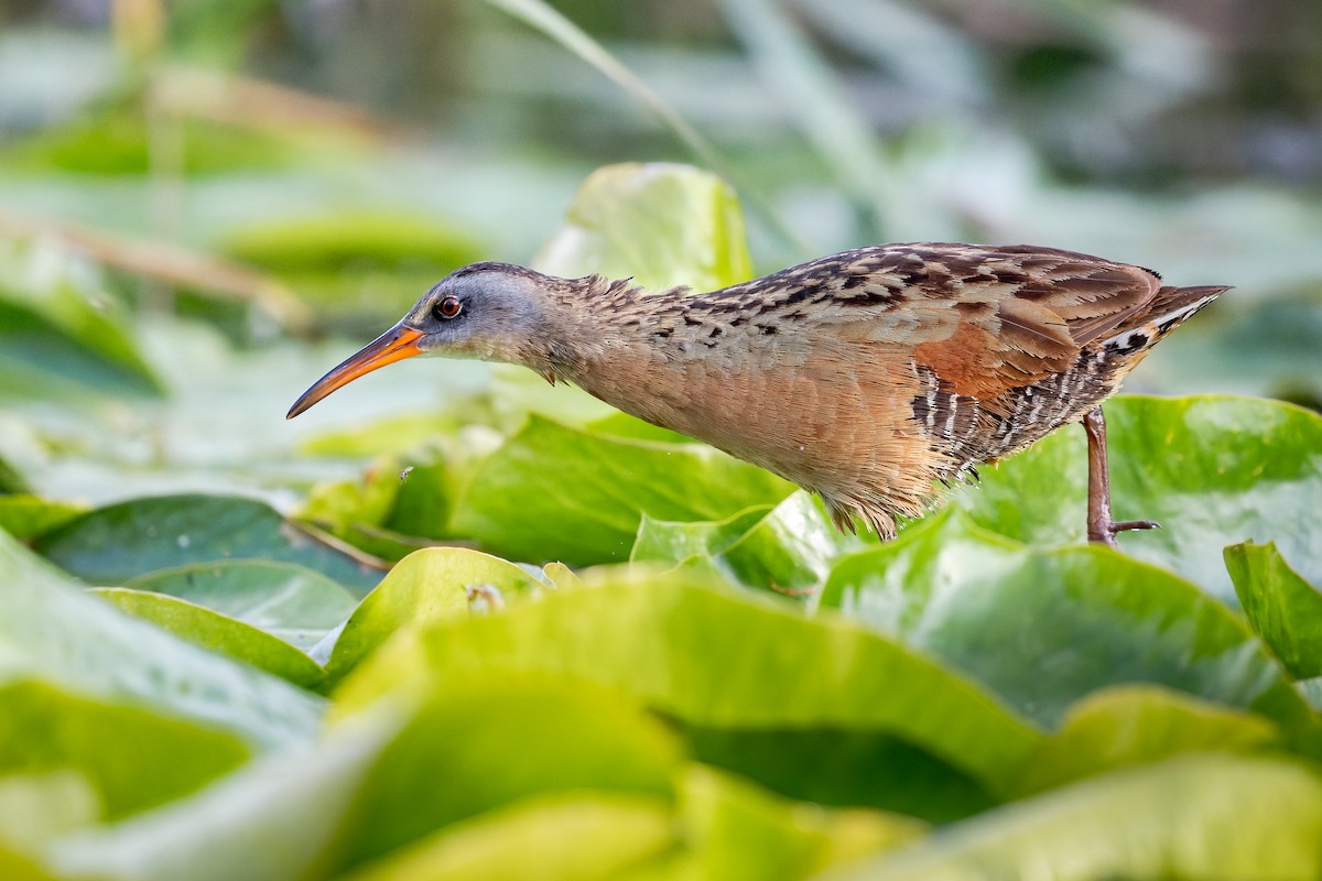 Virginia Rail - ML485730431