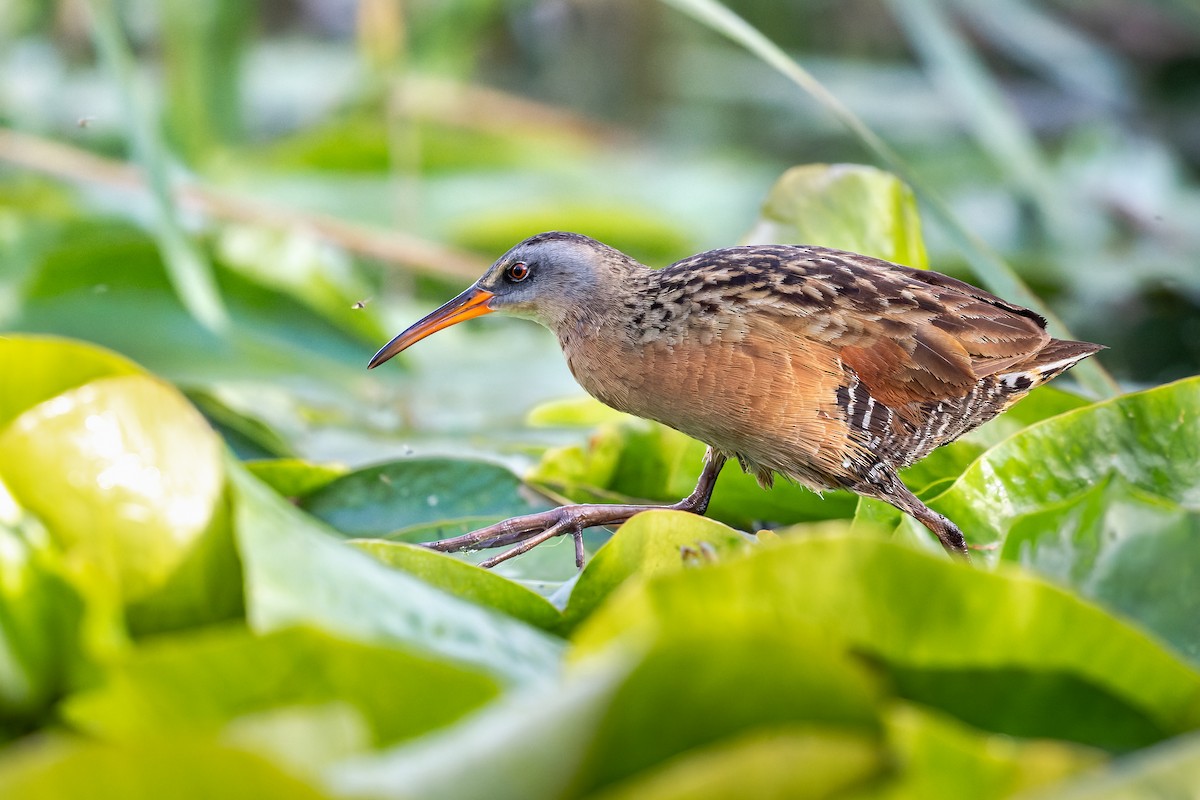 Virginia Rail - ML485730441