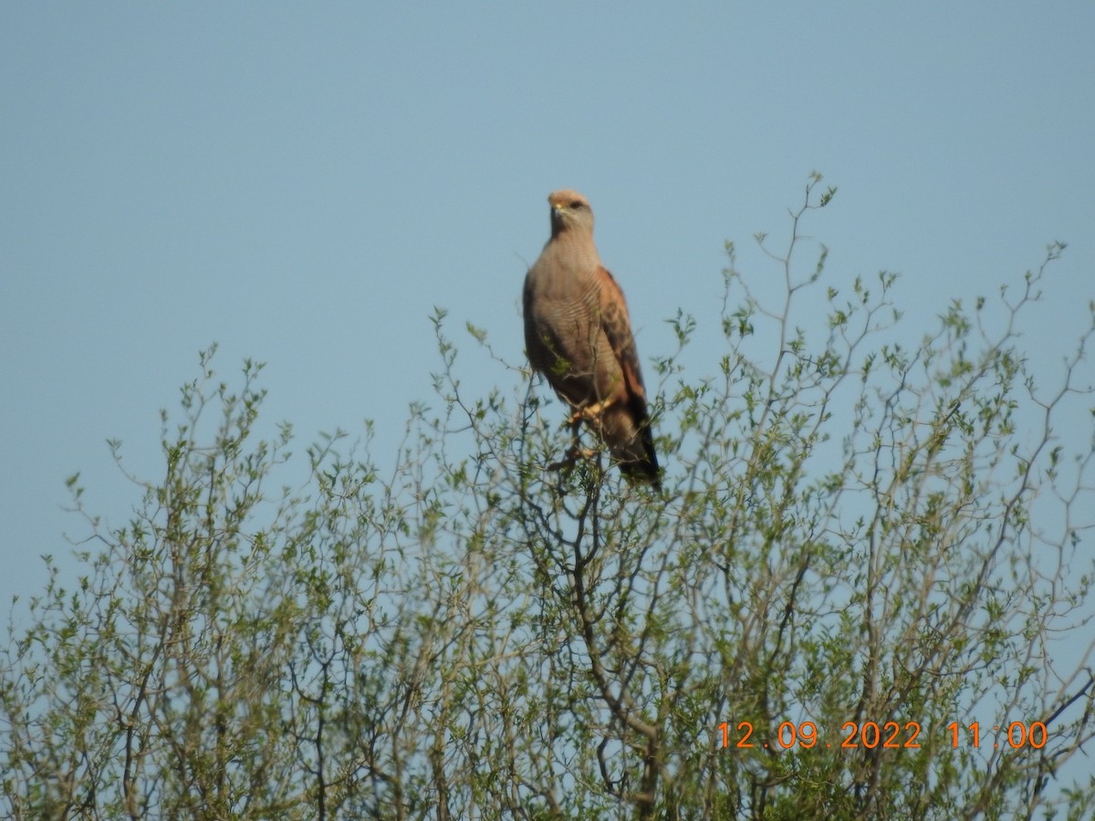 Savanna Hawk - ML485730701