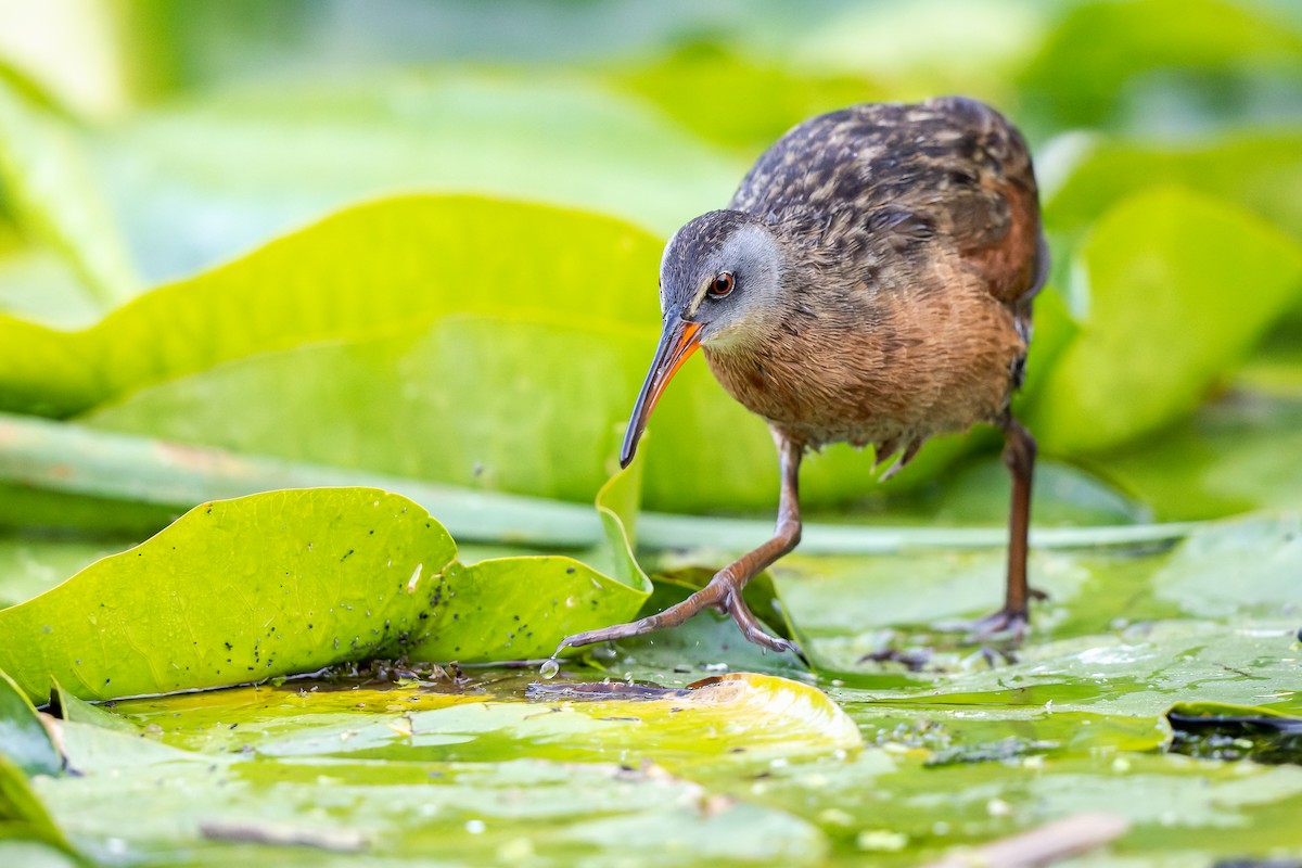 Virginia Rail - Frédérick Lelièvre