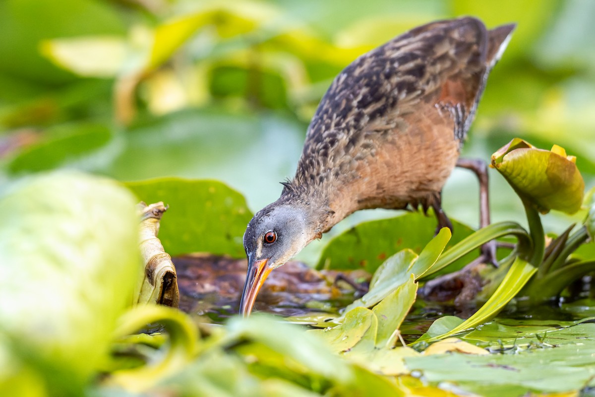 Virginia Rail - ML485731501