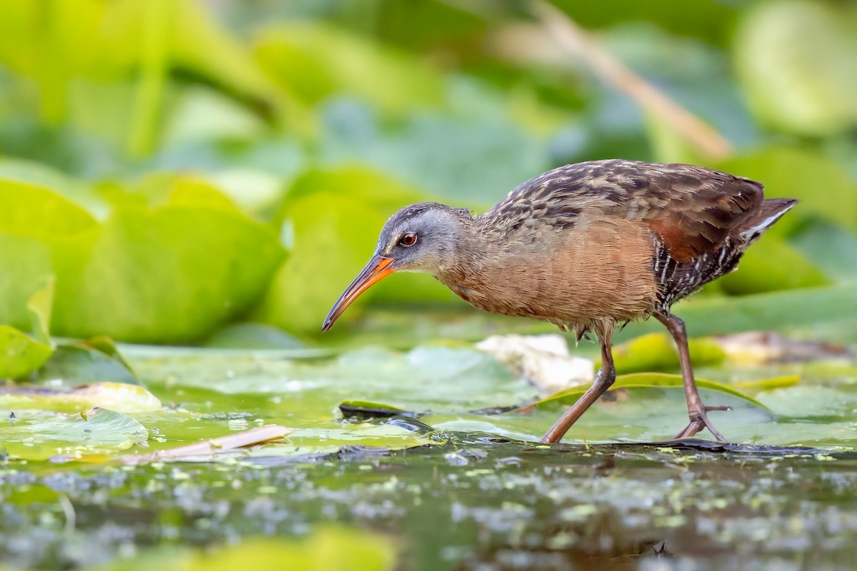 Virginia Rail - ML485731511