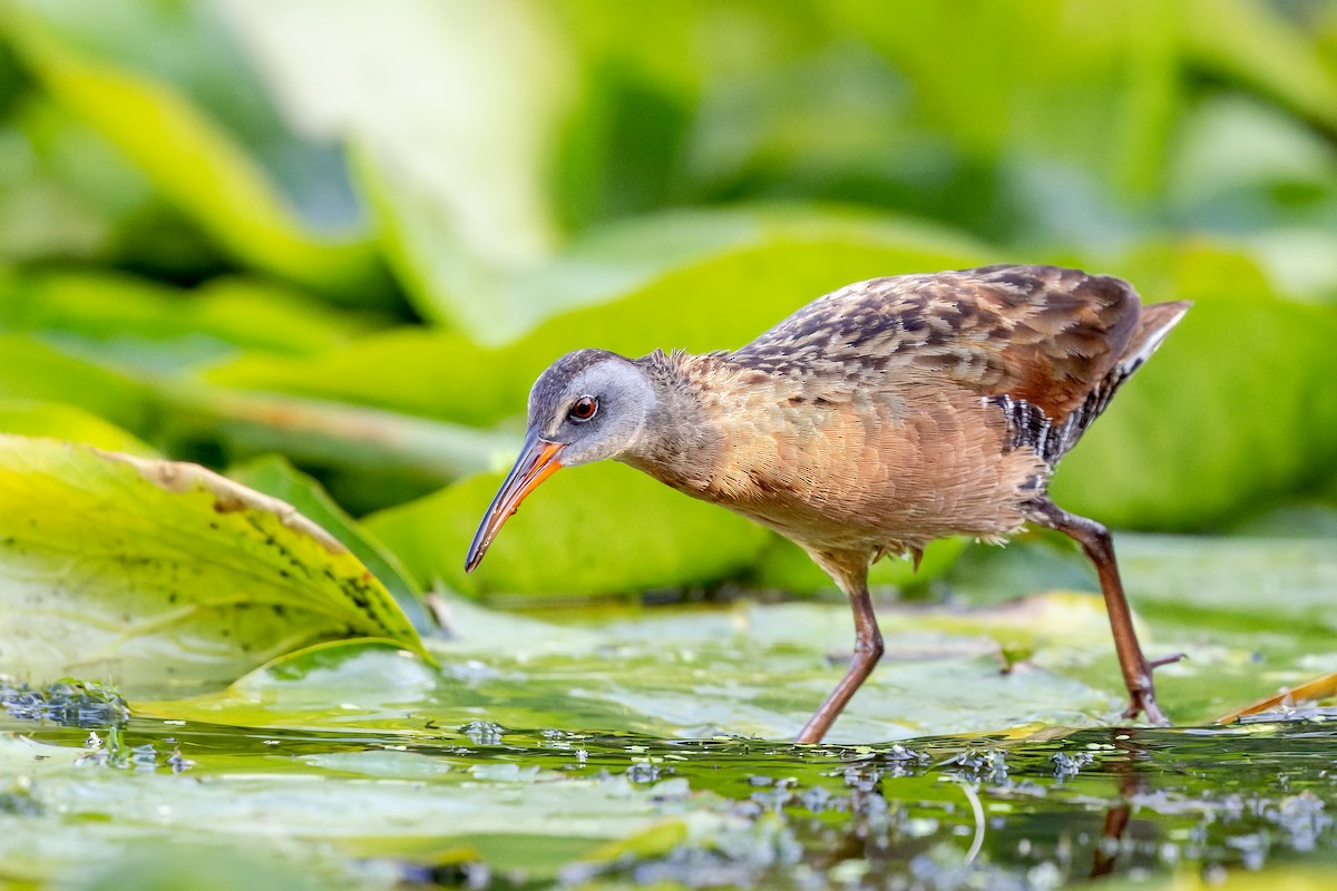 Virginia Rail - ML485731541