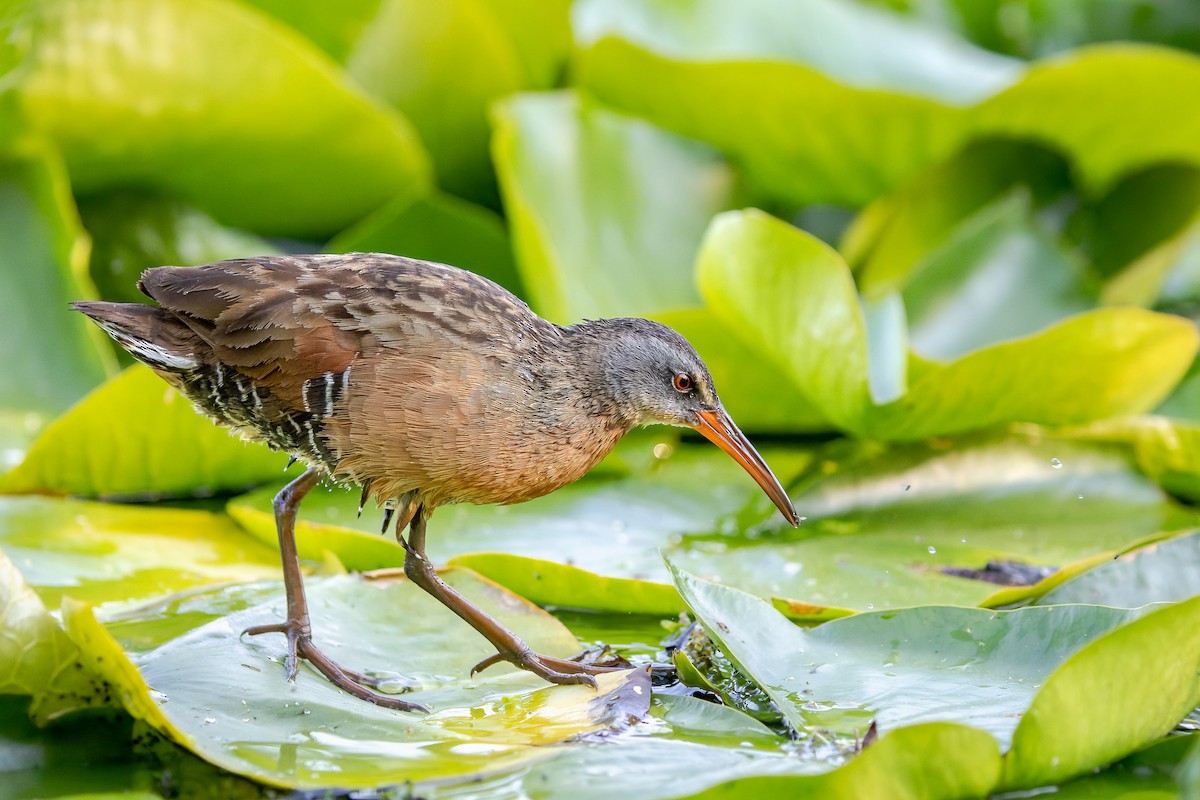 Virginia Rail - Frédérick Lelièvre