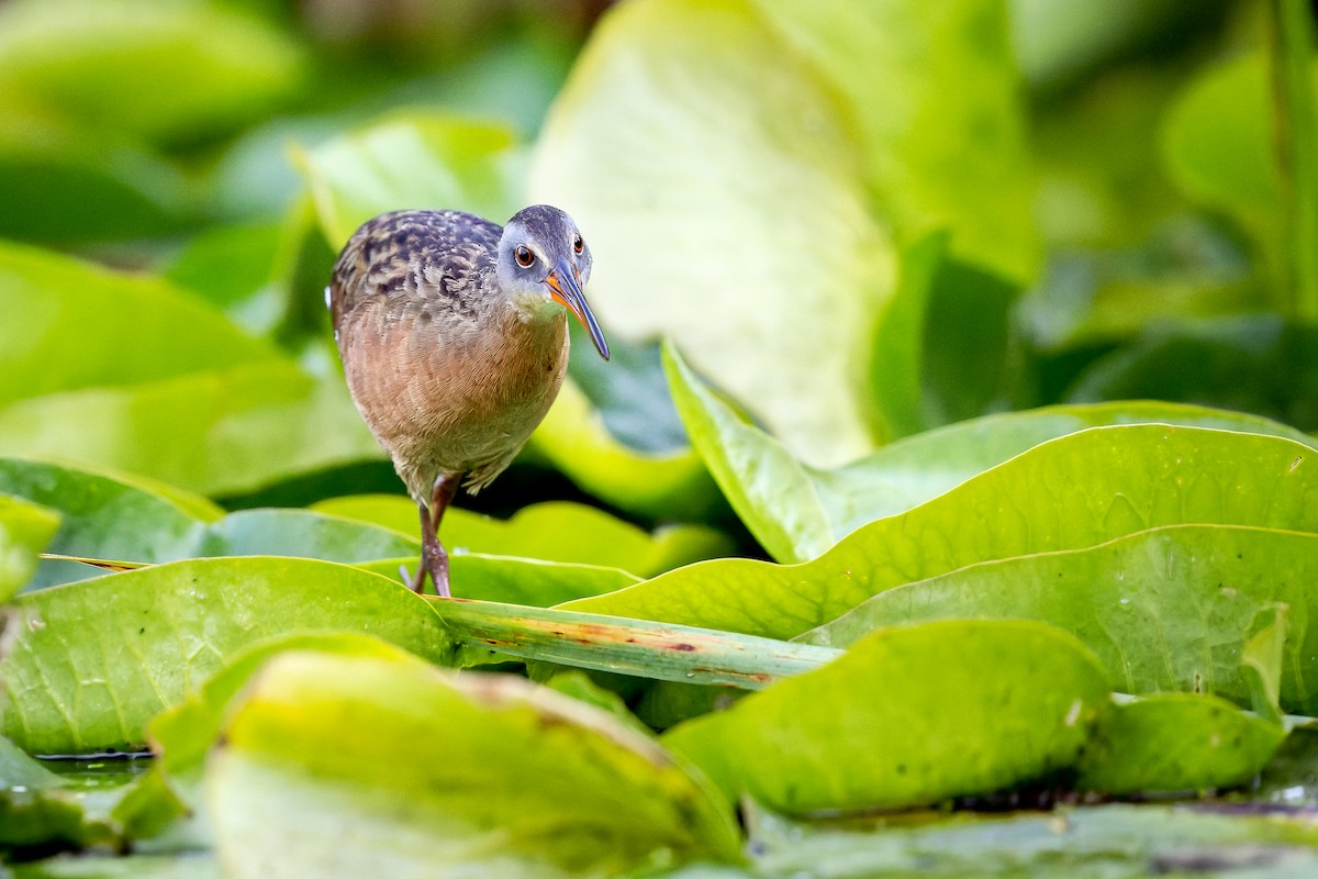 Virginia Rail - ML485731571